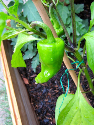 Peppers growing in the vegetable plot