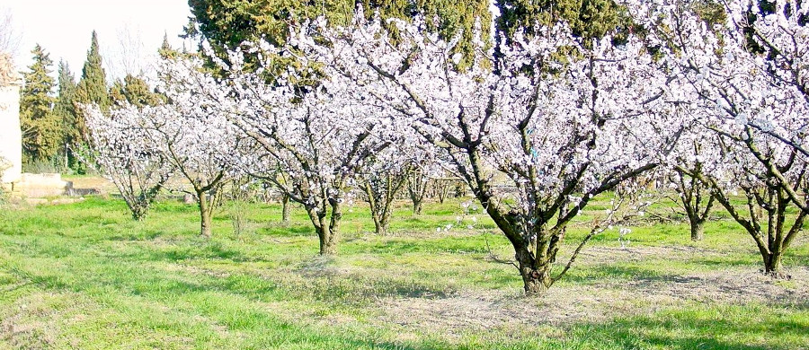 Apricot trees