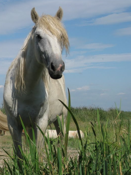 Provencal white horse